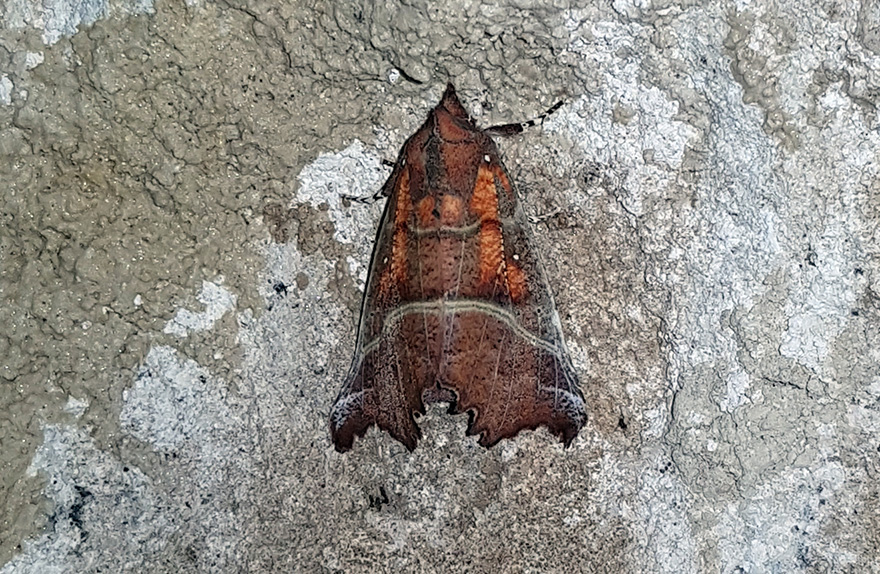 Eine Zackeneule (Scoliopterix libatrix) in der Oberen Eiseehöhle. Foto: 28. Sept. 2017, Martin Trüssel.