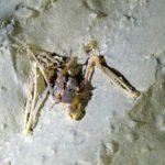 Originalfundort eines Fledermausskeletts in der Bettenhöhle.