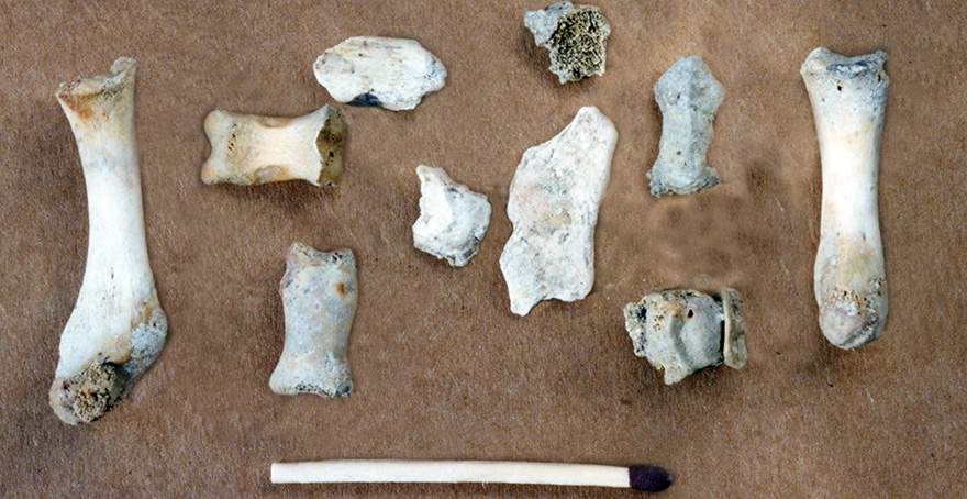 33'000 Jahre alte Knochen des "Frutt-Bärli", entdeckt in der Neotektonikhöhle der Melchsee-Frutt.